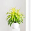 Limelight Dracaena