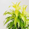 Limelight Dracaena - Image 2