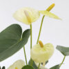 Anthurium - Image 5
