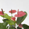 Anthurium