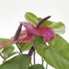Anthurium - Image 3