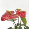 Anthurium - Image 2