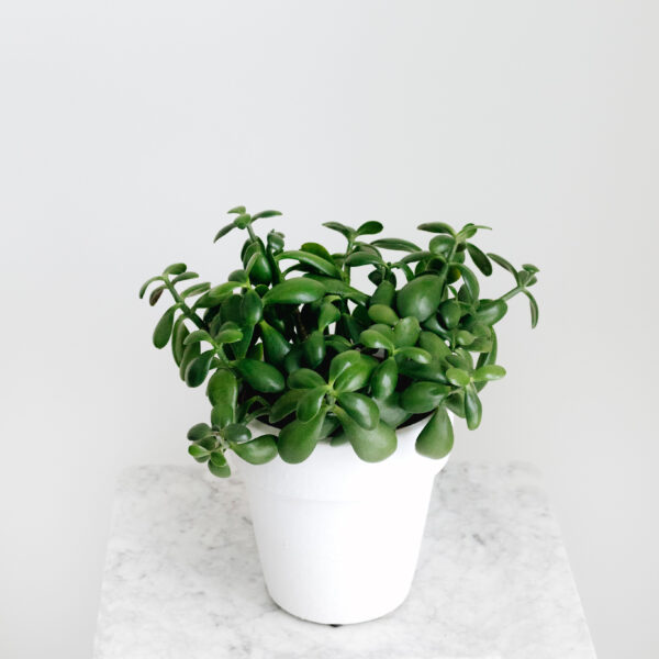 Jade Plant