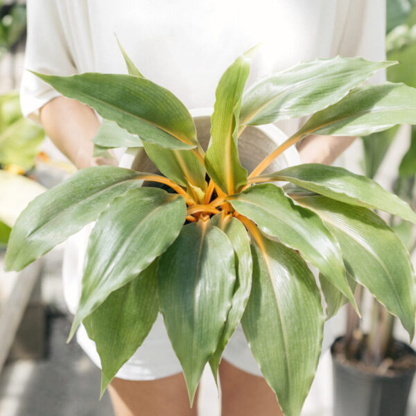 Mandarin Orange Spider Plant