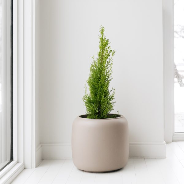 Cypress Plant