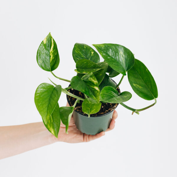 Pothos Golden