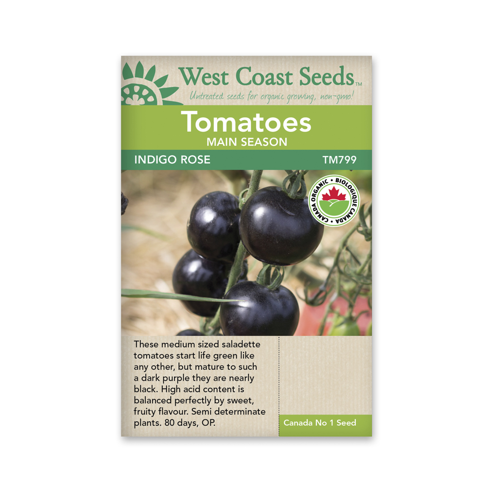Unique Tomato Blue Sunshine 50 Seeds for Planting Indigo-Rose Tomato