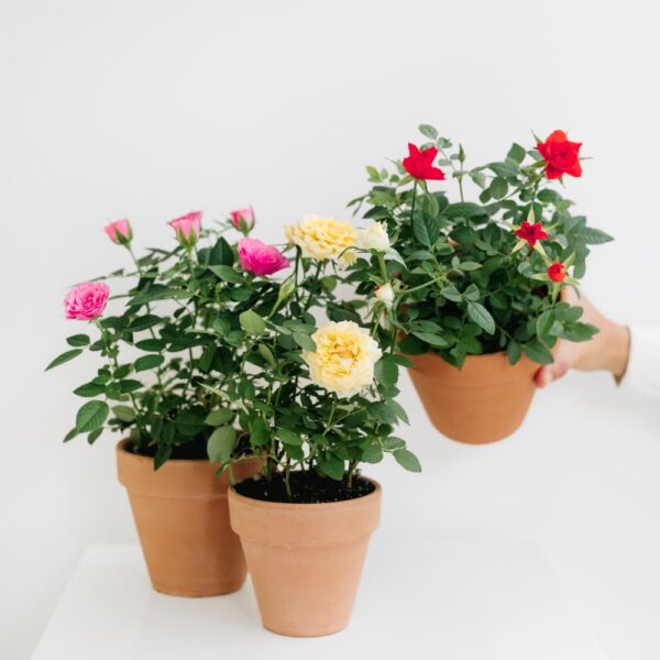 mini rose bush