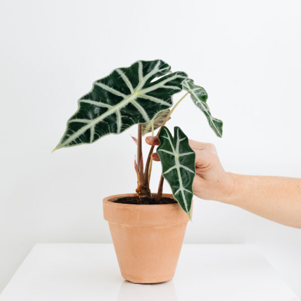 Alocasia African Mask