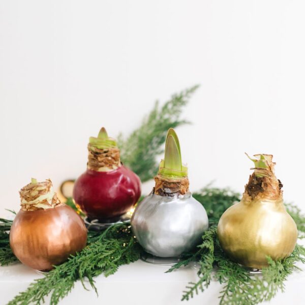 holiday waxed amaryllis bulbs