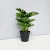 Faux Philodendron - Image 2