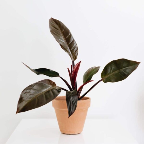 philodendron cathaline