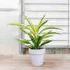 Lemon Lime Dracaena Warneckii