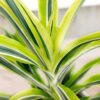 Lemon Lime Dracaena Warneckii - Image 2