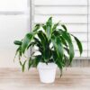 Carmen Dracaena