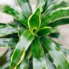 Dracaena Carmen - Image 2
