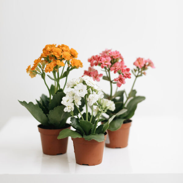 Mini Kalanchoe