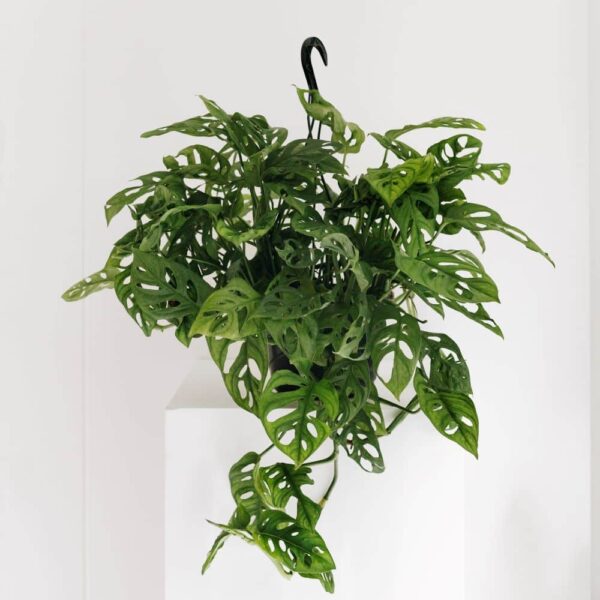 philodendron swiss cheese plant