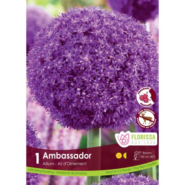 Allium - Ambassador Bulbs