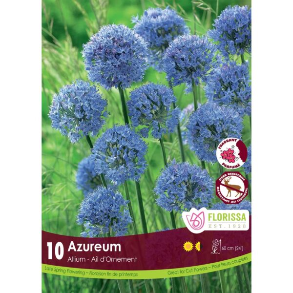 Allium - Azureum Bulbs