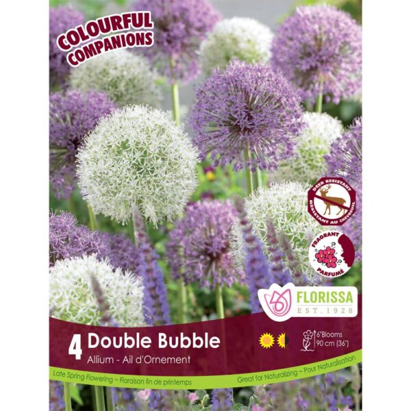 Allium - Double Bubble Bulbs