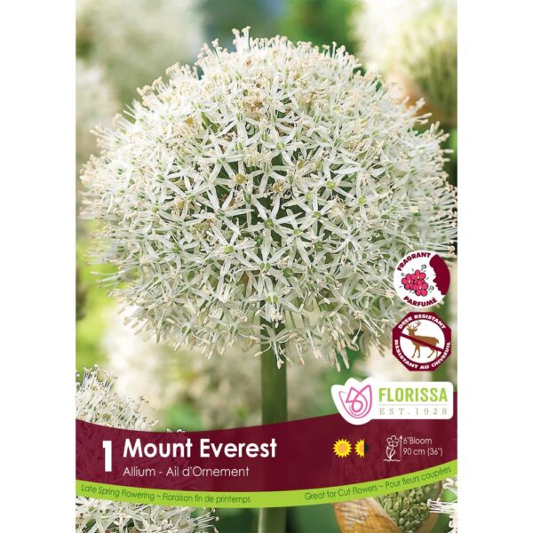 Allium - Mount Everest Bulb