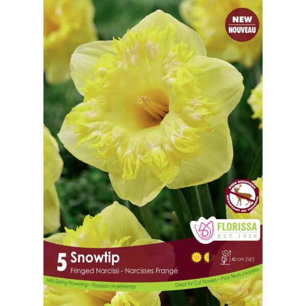 Narcissi - Snowtip Bulbs