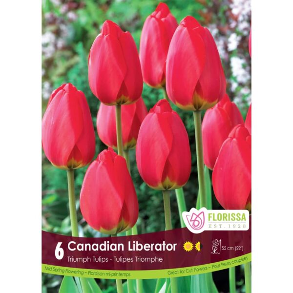 Triumph Canadian Liberator Tulip Bulbs