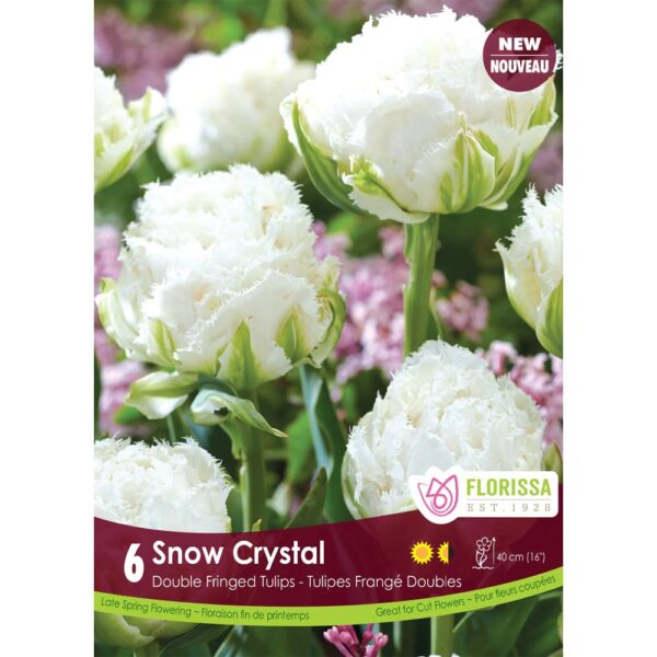 Snow Crystal Tulip Bulbs