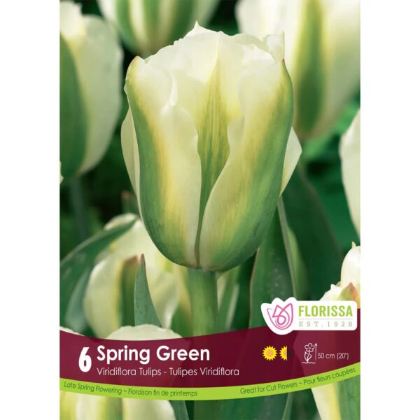 Spring Green Tulip Bulbs