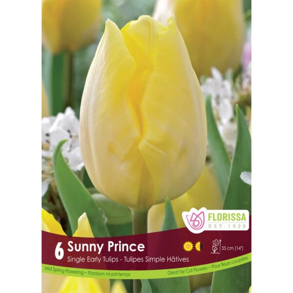 Sunny Prince Tulip Bulbs