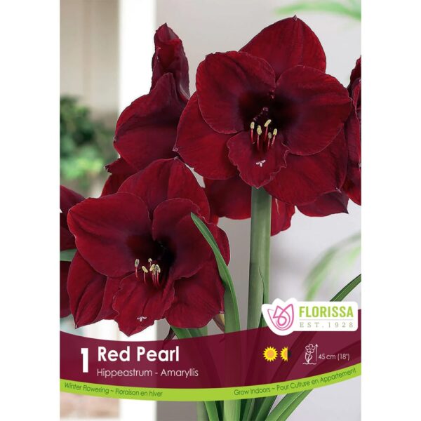 Red Pearl Amaryllis Bulb