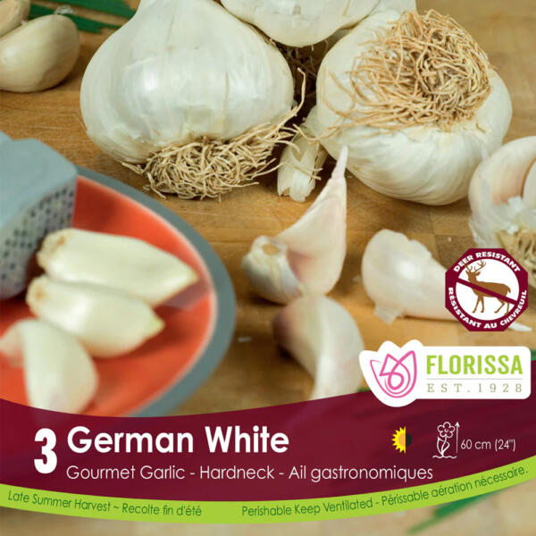 German White Garlic