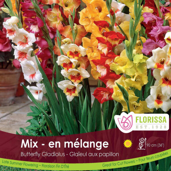 Gladiolus Mix