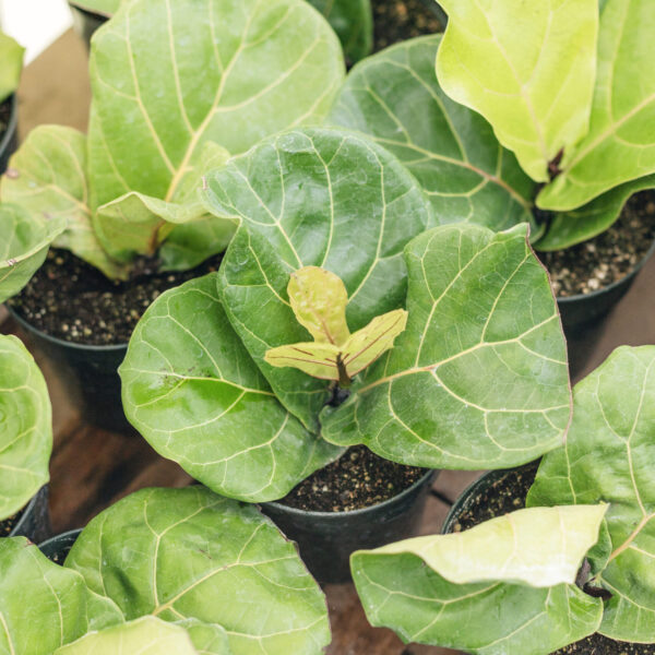 Fiddle Leaf Fig Plant 6" Pot