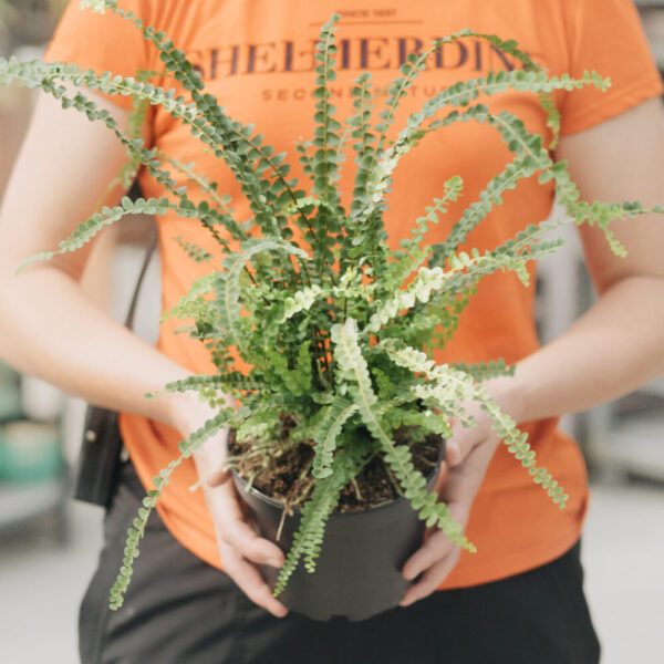 Lemon Button Fern