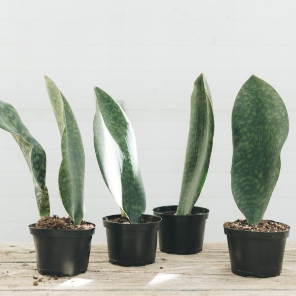 Sansevieria Whale Fin