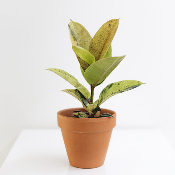 Ficus Rubber Shivereana