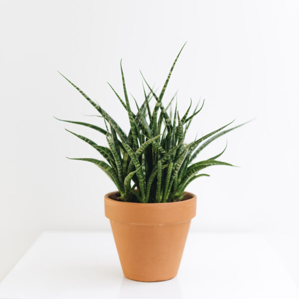 Fernwood Snake Plant