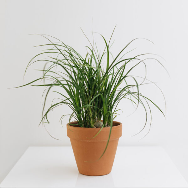 Ponytail Palm