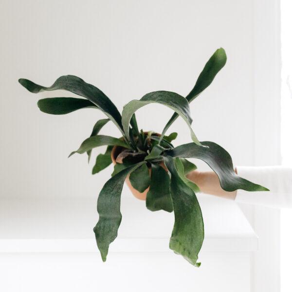 Staghorn Fern