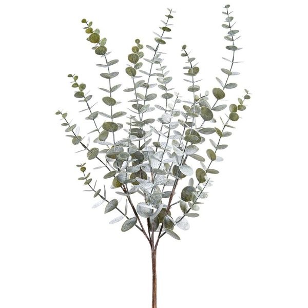 Eucalyptus Bush