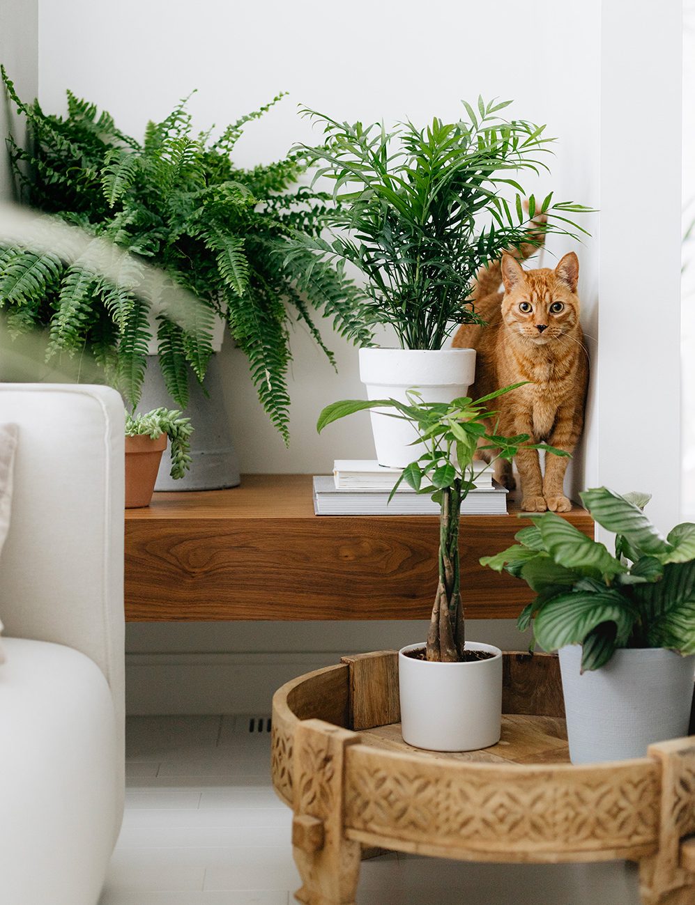 Shop Indoor Plants