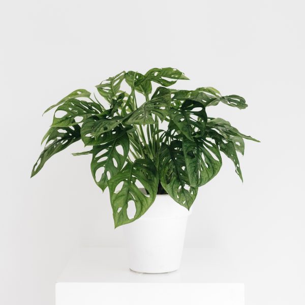 Philodendron Swiss Cheese