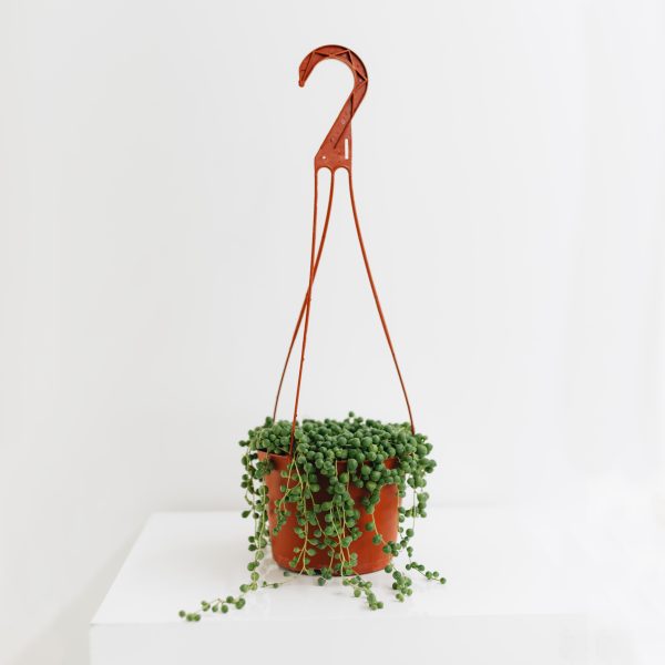 String of Pearls Hanging Basket