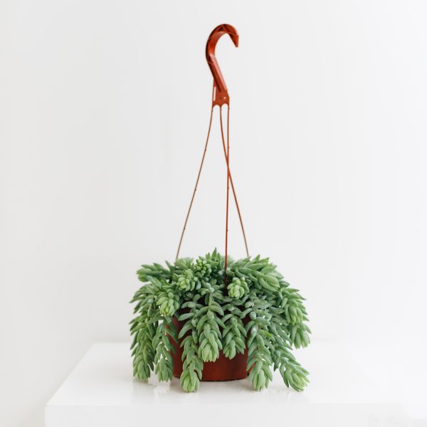 Burro's Tail Hanging Basket