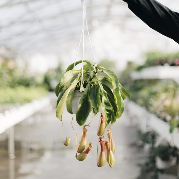 Hanging Pitcher Plant