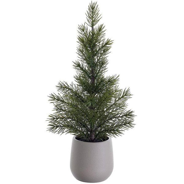 Pine Tree in Plastic Pot