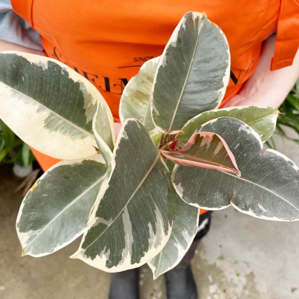 Ficus Rubber Plant Tineke - Image 2